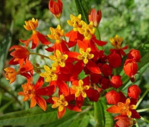 Scarlet Milkweed (Asclepias curassavica)